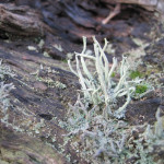 Candle snuff fungus
