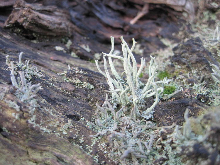 Candle snuff fungus