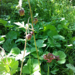 Infected water avens