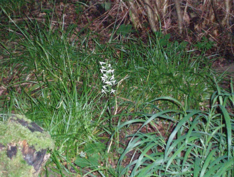 Butterfly orchid in the coppice